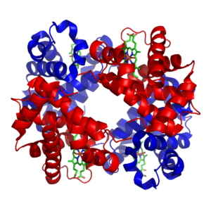 structure of hemoglobin