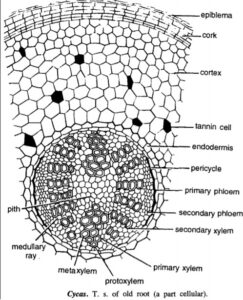 primary struture of cycas