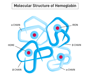 structure of hemoglobin