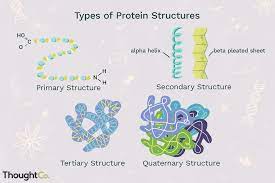 Types of protein structure