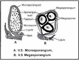 Male and Female gametophyte