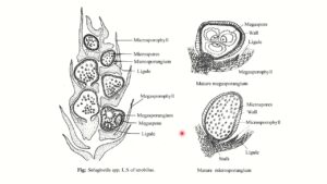 Reproduction of Selaginella