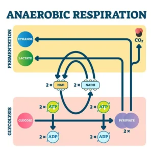 Anaerobic respiration