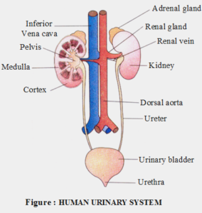 Human Urinary system