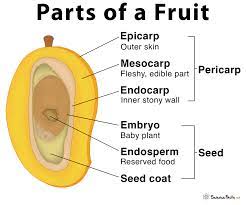 Parts of a fruits