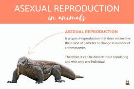 Asexual reproduction
