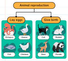 Animal Reproduction: