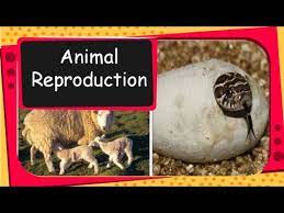 Animal Reproduction: