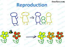 Reproduction 