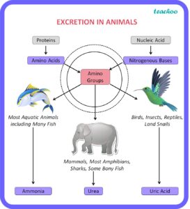 Excretion in Animals